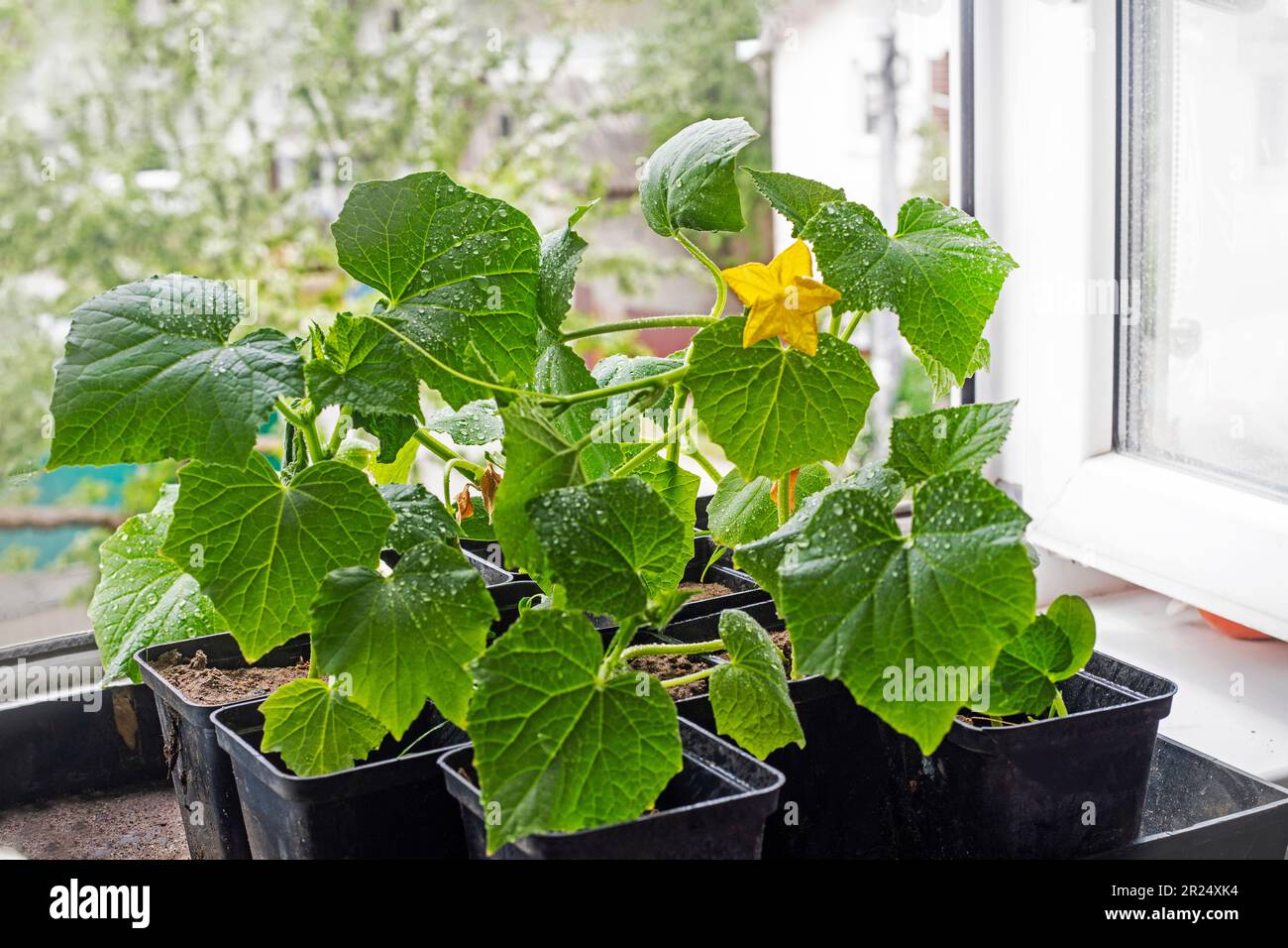 piantine fiorite di giovani cetrioli varietali in pentole prima di piantare sul davanzale Foto Stock