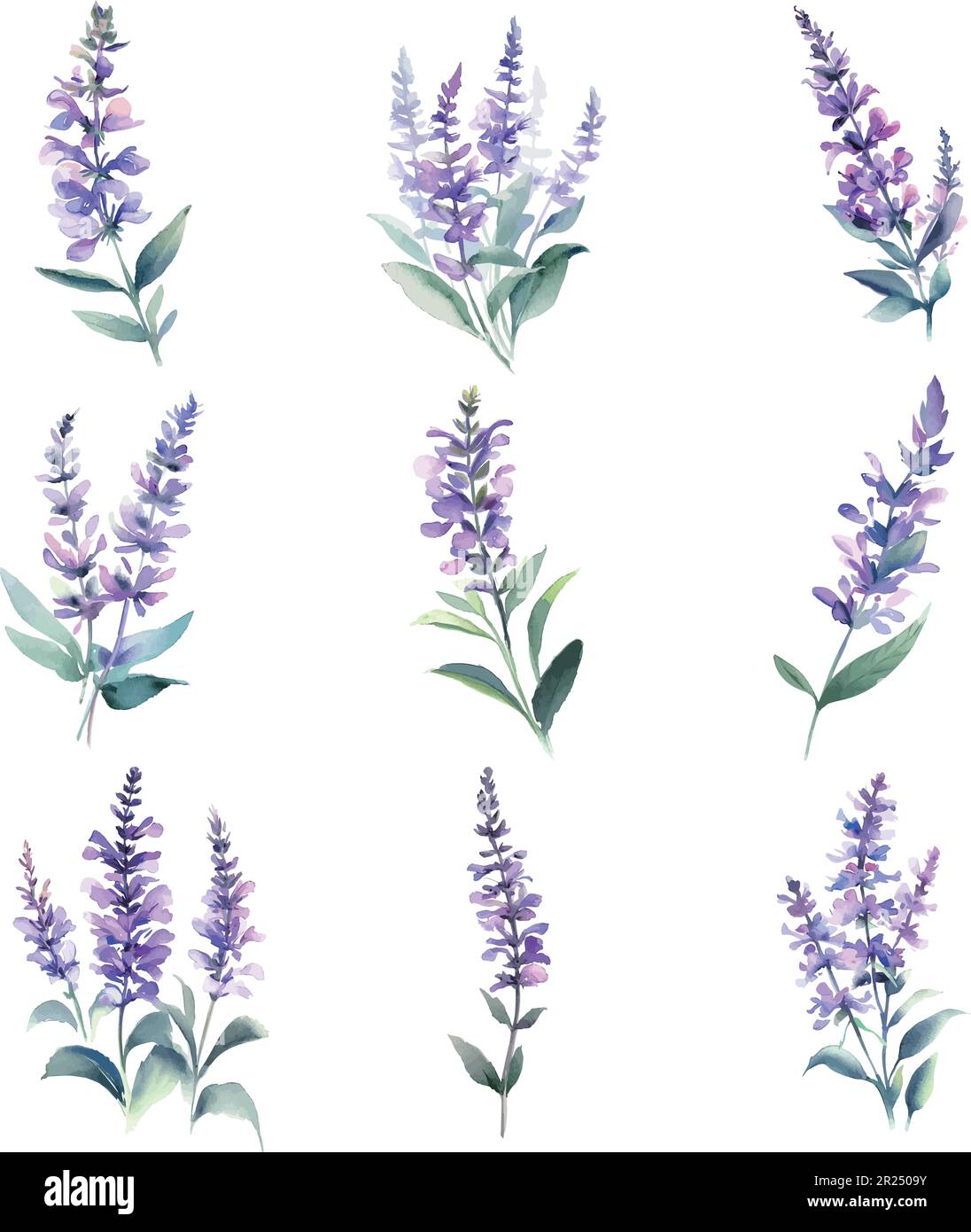 Acquerello fiori di salvia set. Illustrazione disegnata a mano isolata su sfondo bianco Illustrazione Vettoriale