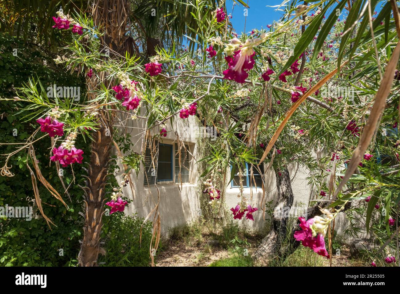 Tohono Chul Park, Tucson, Arizona, Stati Uniti Foto Stock