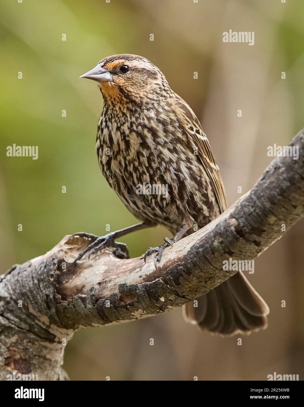 uccello nero dalle ali rosse su un persico Foto Stock
