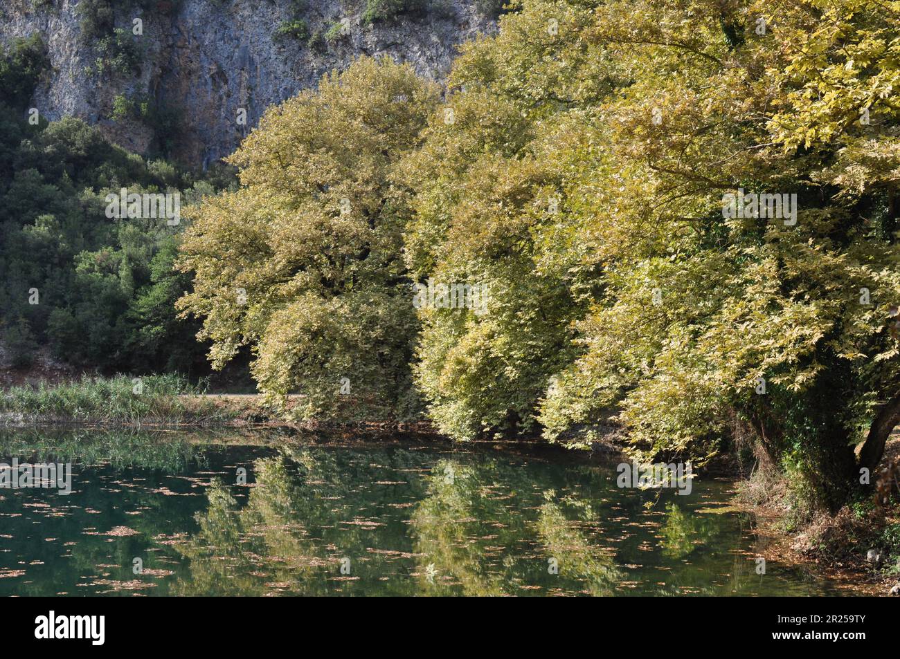 Platani che si riflettono sulla sorgente del fiume Louros in Grecia Foto Stock