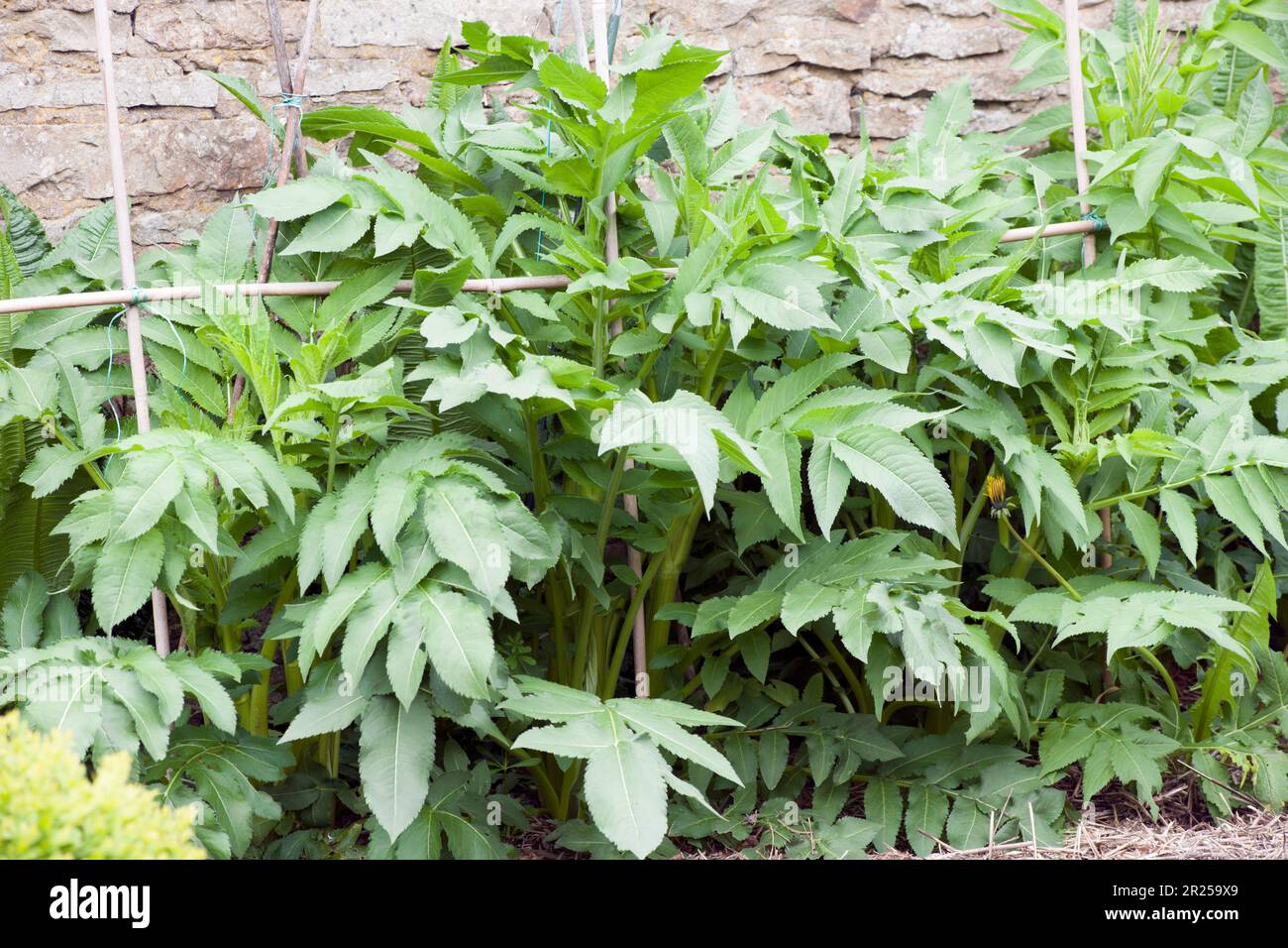 Cephalaria Gigantea, Gigante Scabious che cresce in una cornice di canne di bambù, ora alta 4 piedi. Un anno e cresciuto da semi, in Inghilterra Foto Stock