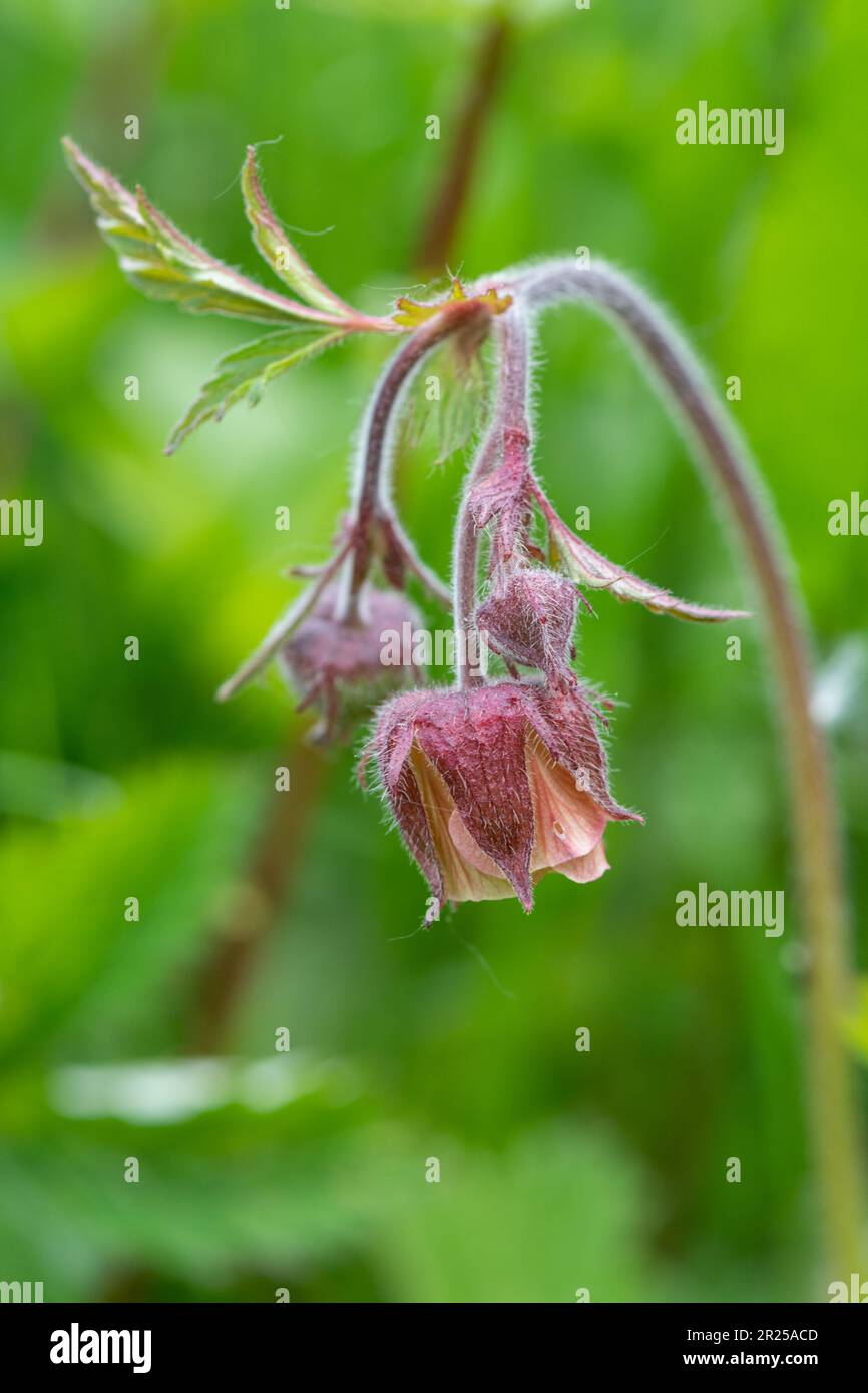 Water avens (Geum rivale), fiore selvatico che cresce in luoghi umidi, Hampshire, Inghilterra, Regno Unito, fioritura durante maggio o primavera Foto Stock