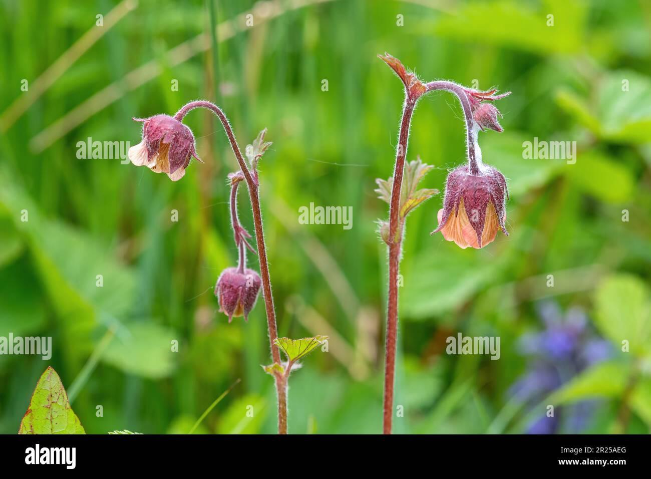 Water avens (Geum rivale), fiore selvatico che cresce in luoghi umidi, Hampshire, Inghilterra, Regno Unito, fioritura durante maggio o primavera Foto Stock