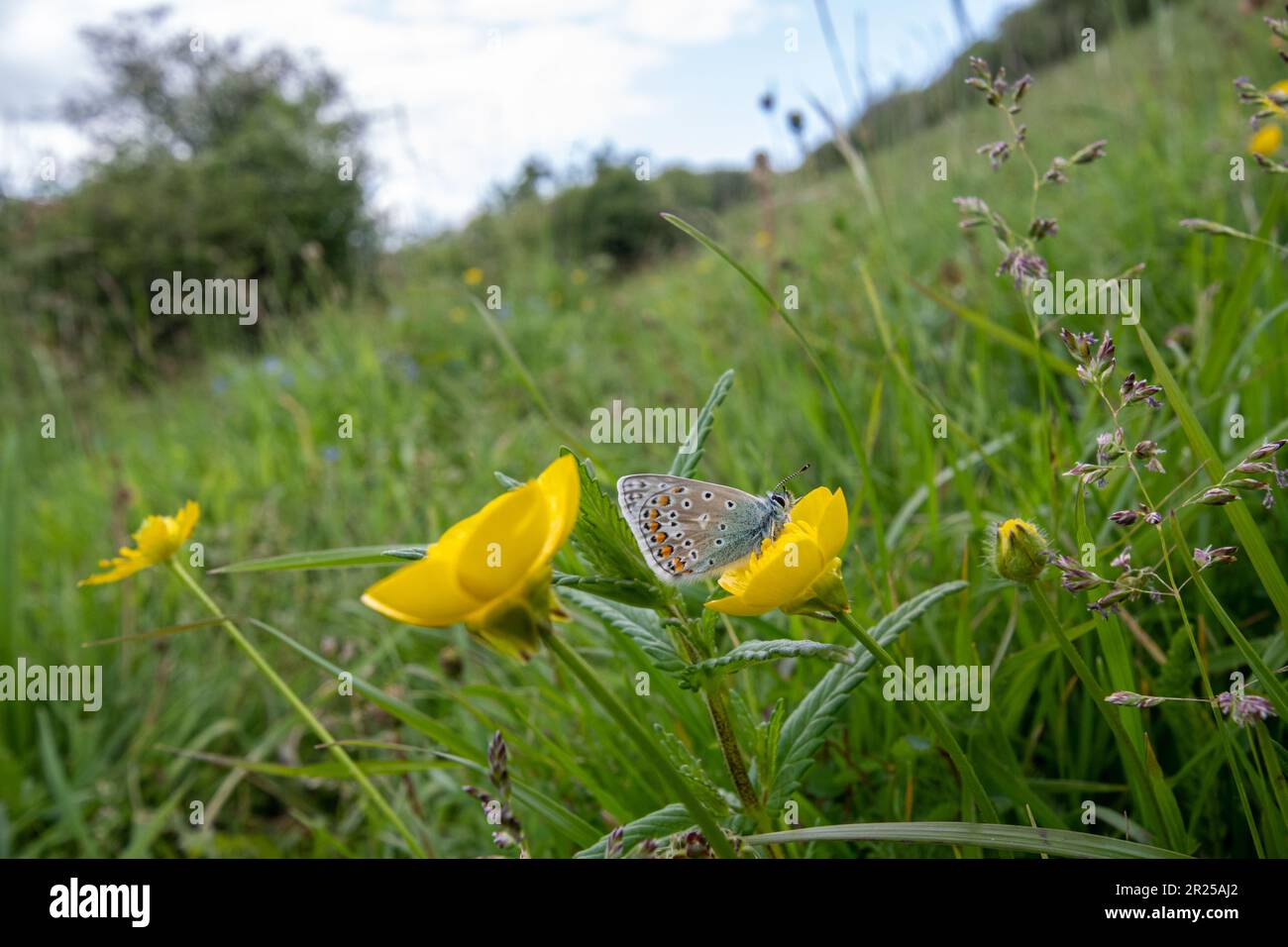 Farfalla blu comune (Polyommatus icarus) su una coppa di burro bulboso (Ranunculus bulbosus) su erba di gesso, Hampshire, Inghilterra, UK Foto Stock