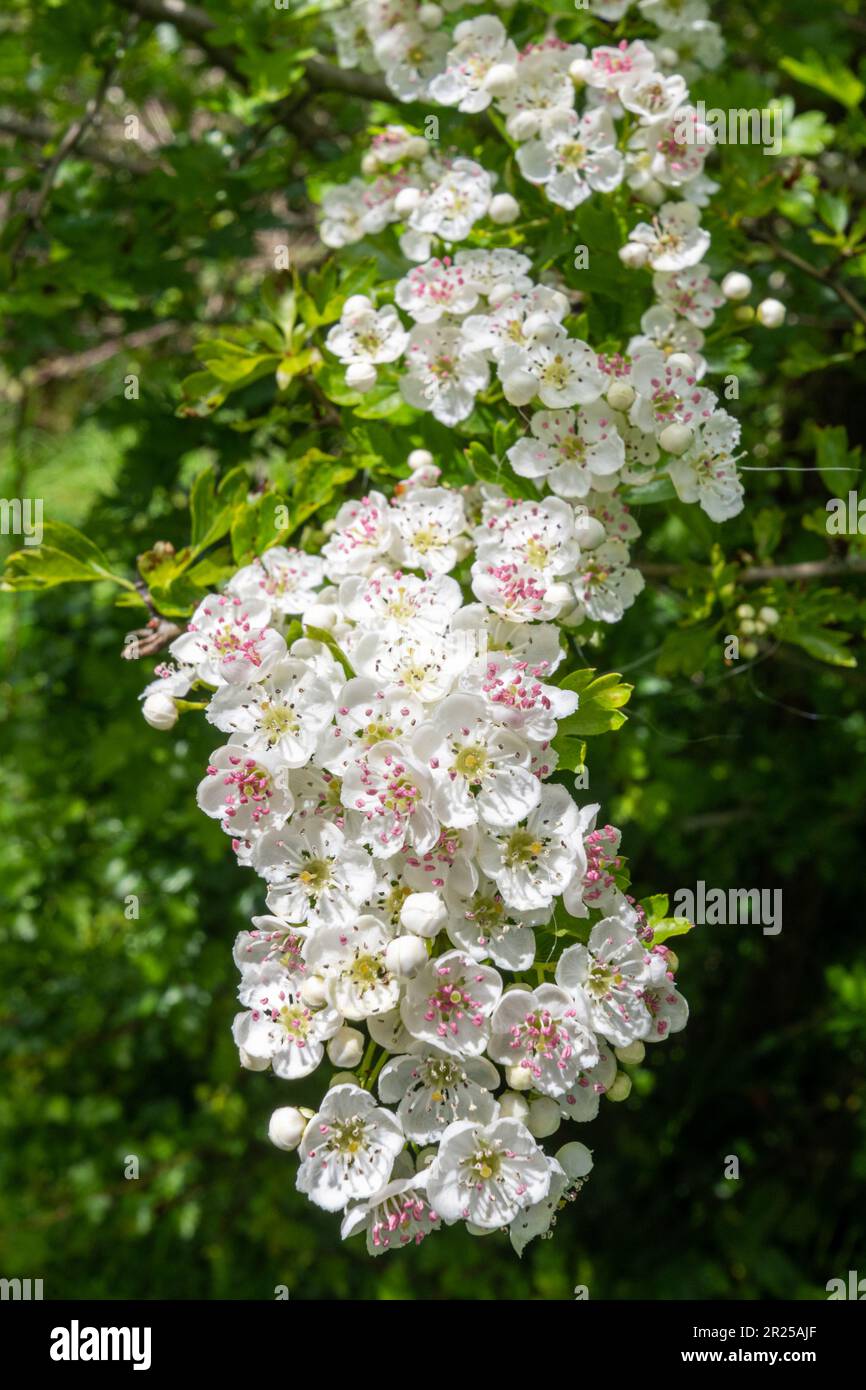 Albero di biancospino fiorisce (Crataegus monogyna) in primavera o maggio, un albero comune hedgerow, Inghilterra, Regno Unito Foto Stock
