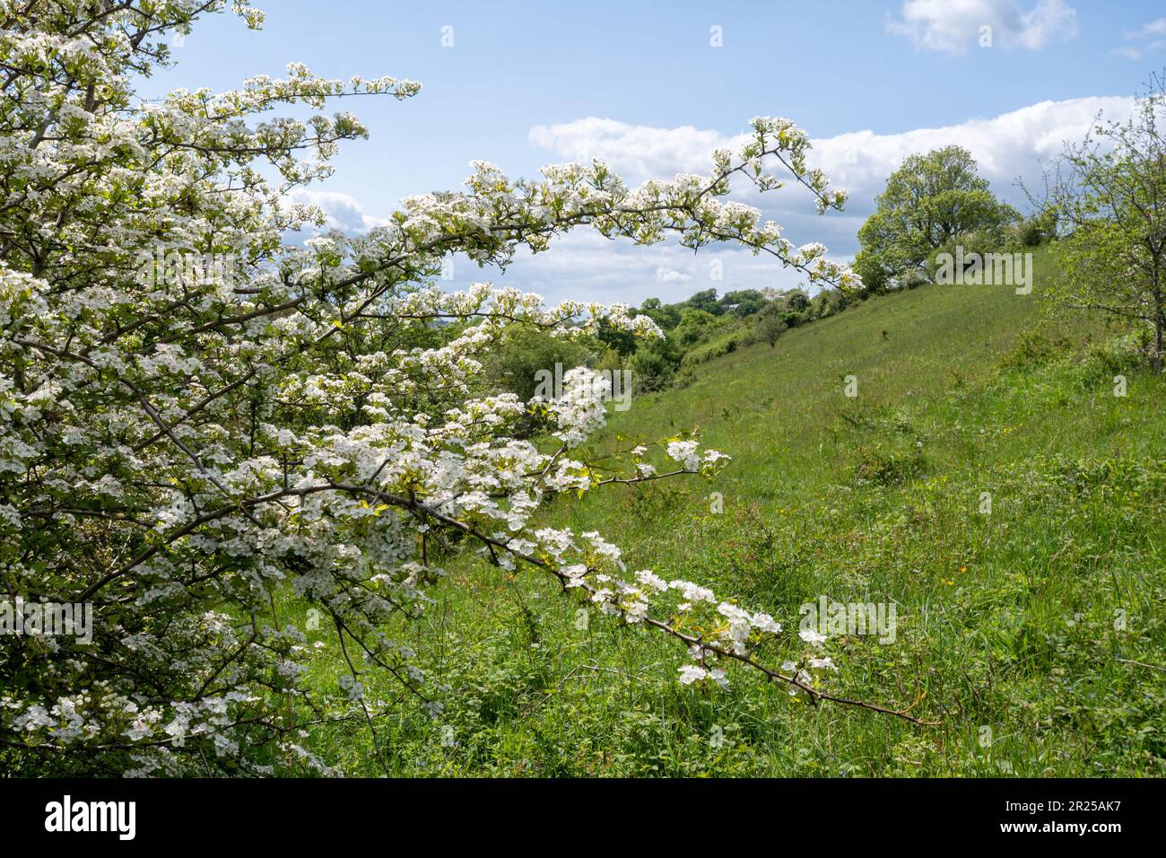 Albero di biancospino con fiore (Crataegus monogyna) in primavera o maggio, un albero comune di hedgerow, Inghilterra, Regno Unito, su erba di gesso Foto Stock