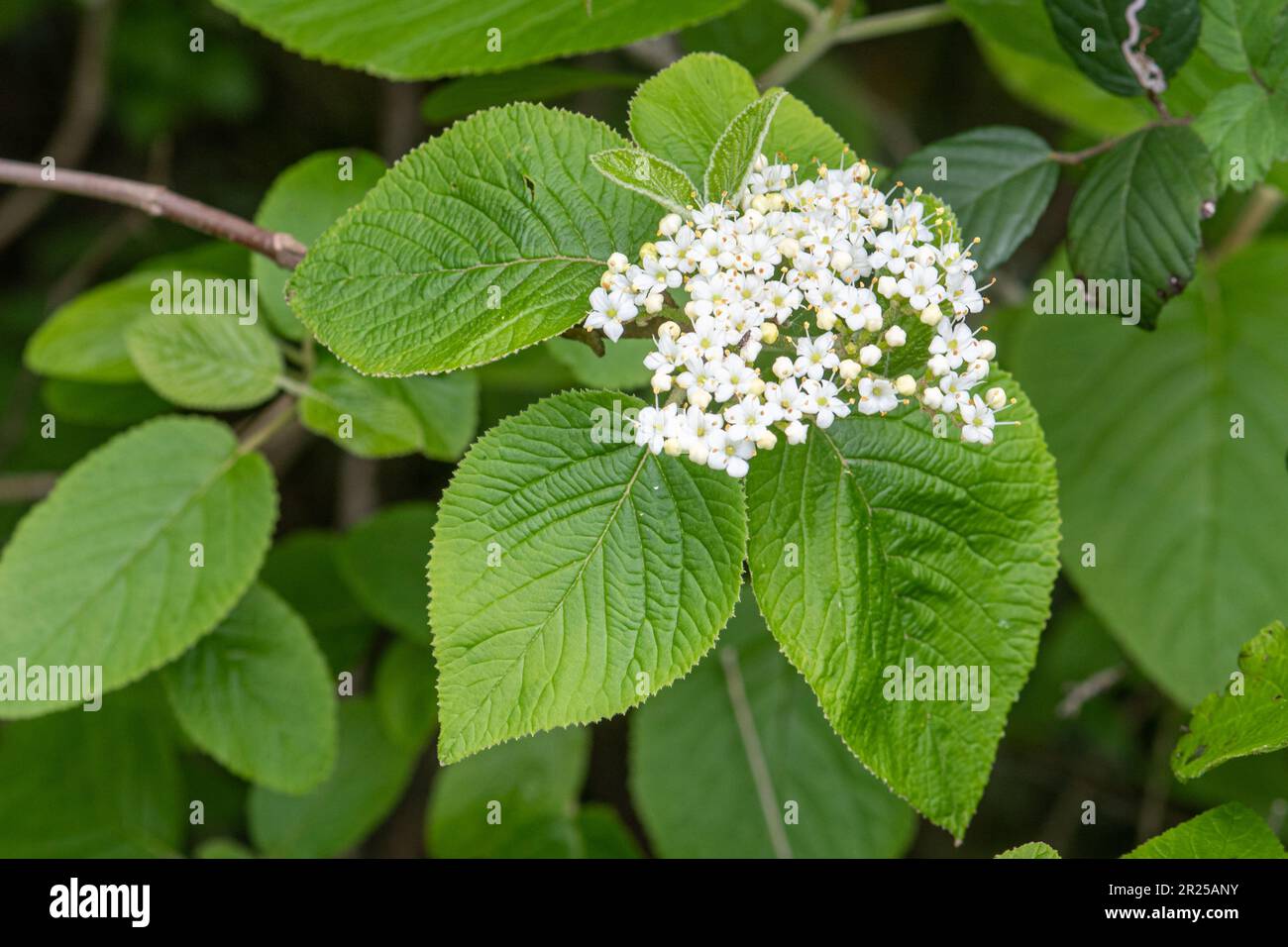 Fiori bianchi di albero di wayfearing (Viburnum lantana) in primavera, Inghilterra, Regno Unito Foto Stock