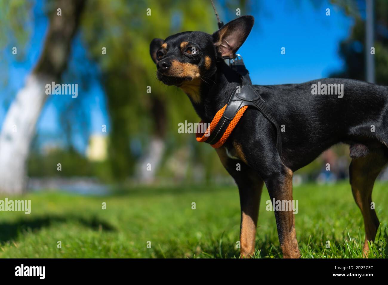Primo piano di un simpatico piccolo cane sull'erba all'esterno. Nero e tan capelli lisci Russo Toy Terrier sul prato in una giornata di sole Foto Stock