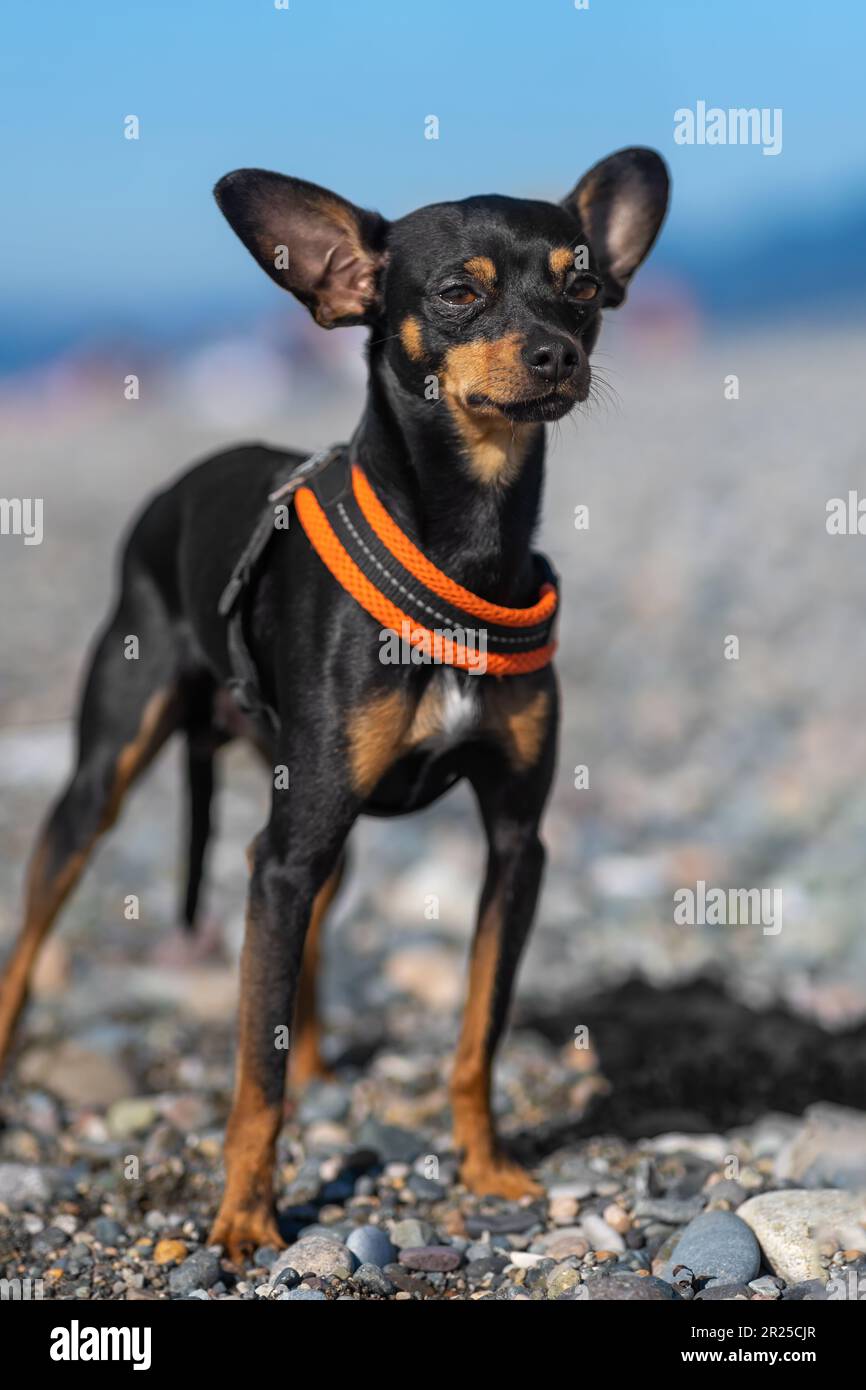 Bel cane nero e tan della razza russa Toy Terrier posa sulla spiaggia sullo sfondo del mare in una giornata di sole. Foto verticale Foto Stock