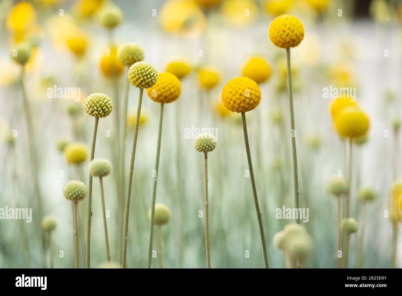 Billy bottoni Fiori, Craspedia globosa Foto Stock