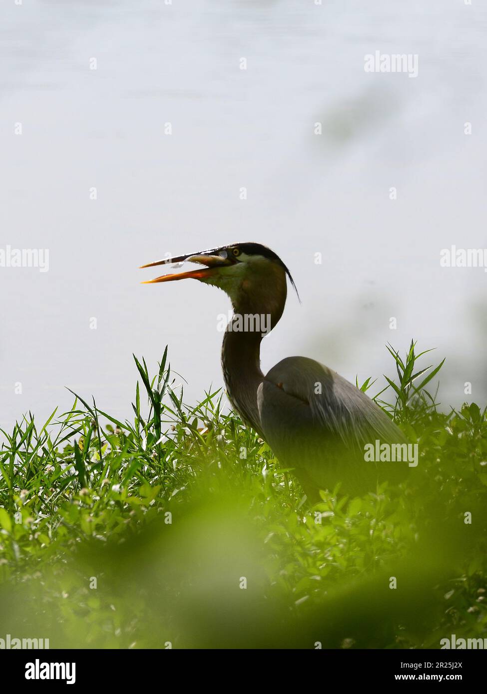 Airone blu a caccia di pesce Foto Stock