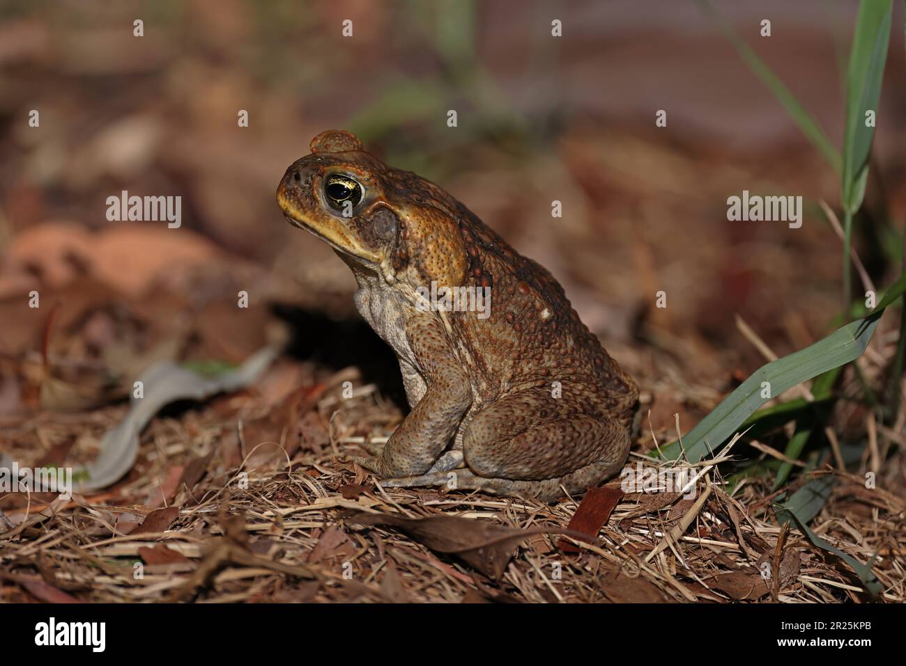 Cane Toad (Bufo marinus) adulto sul pavimento secco della foresta di notte sud-est Queensland, Australia. Marzo Foto Stock