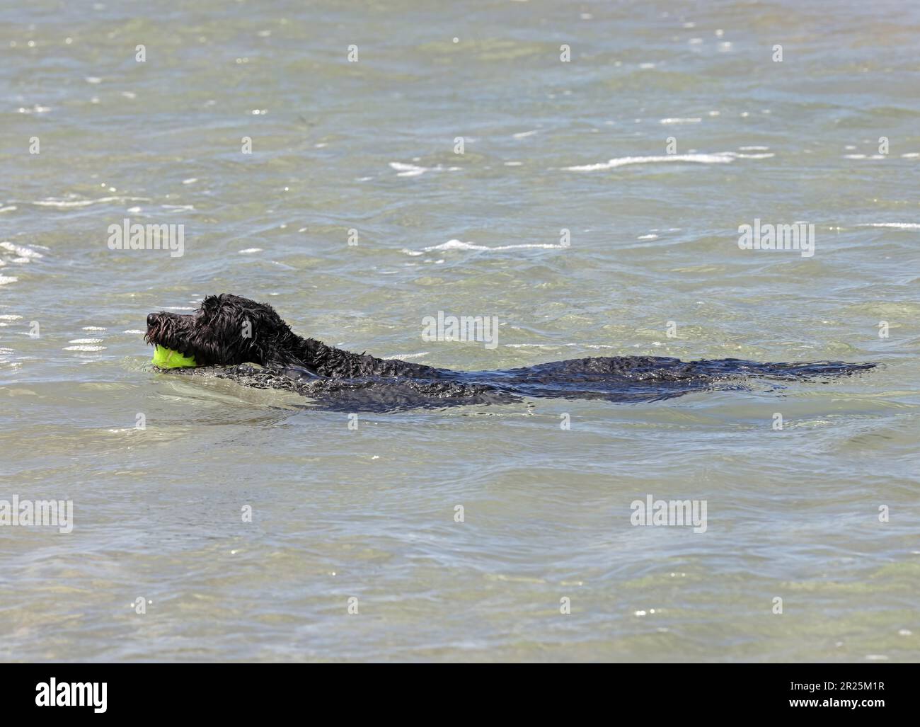 Dog swinning in mare con palla in bocca Southport, Queensland, Australia. Marzo Foto Stock