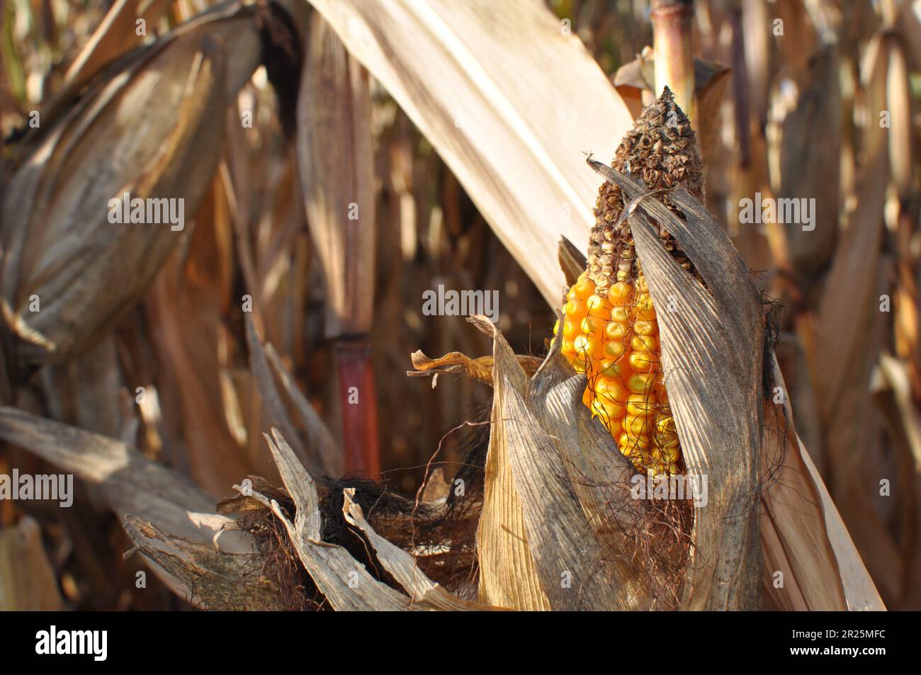 Primo piano di mais sulla pannocchia in autunno Foto Stock