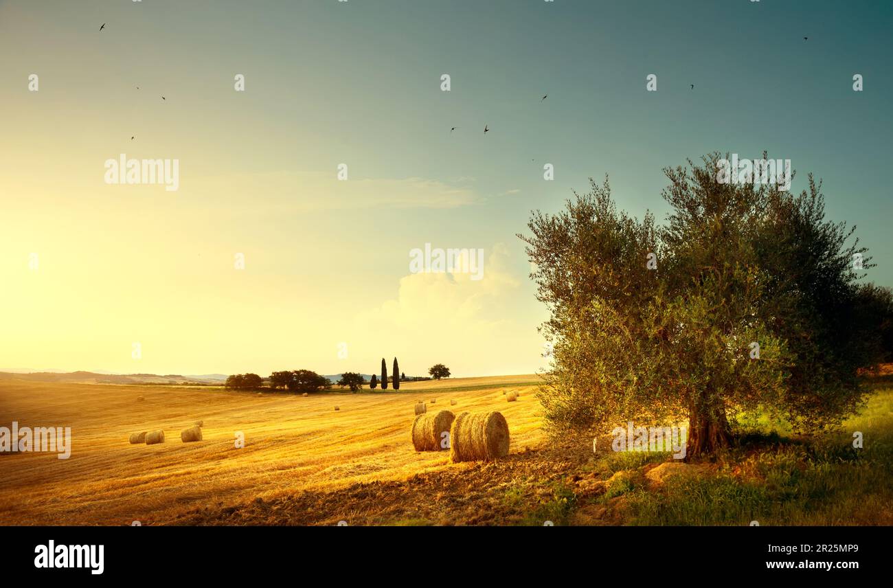 Toscana paesaggio estivo di campagna; campo d'oro e ulivo sotto il cielo del tramonto Foto Stock