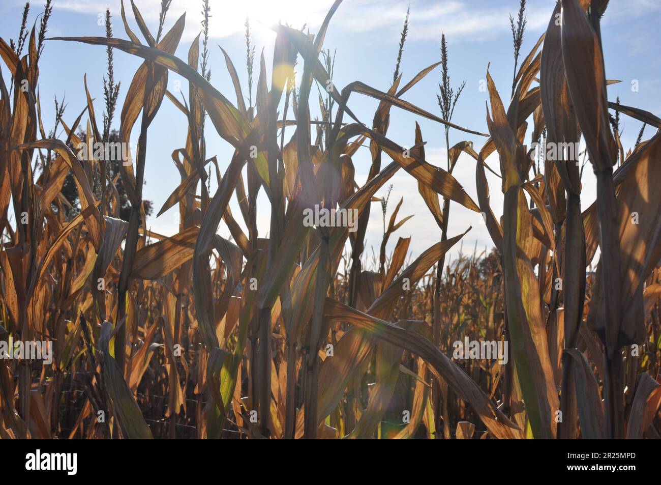 Il mais si stalci in autunno sotto un sole luminoso Foto Stock