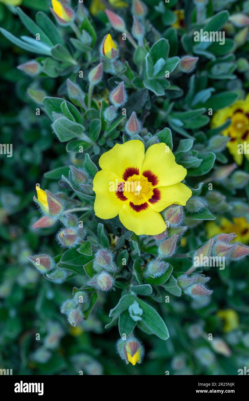 Straordinariamente bello Halimium lasianthum subsp. Formosum «Sandling». Primo piano naturale fiore ritratto nel suo ambiente Foto Stock