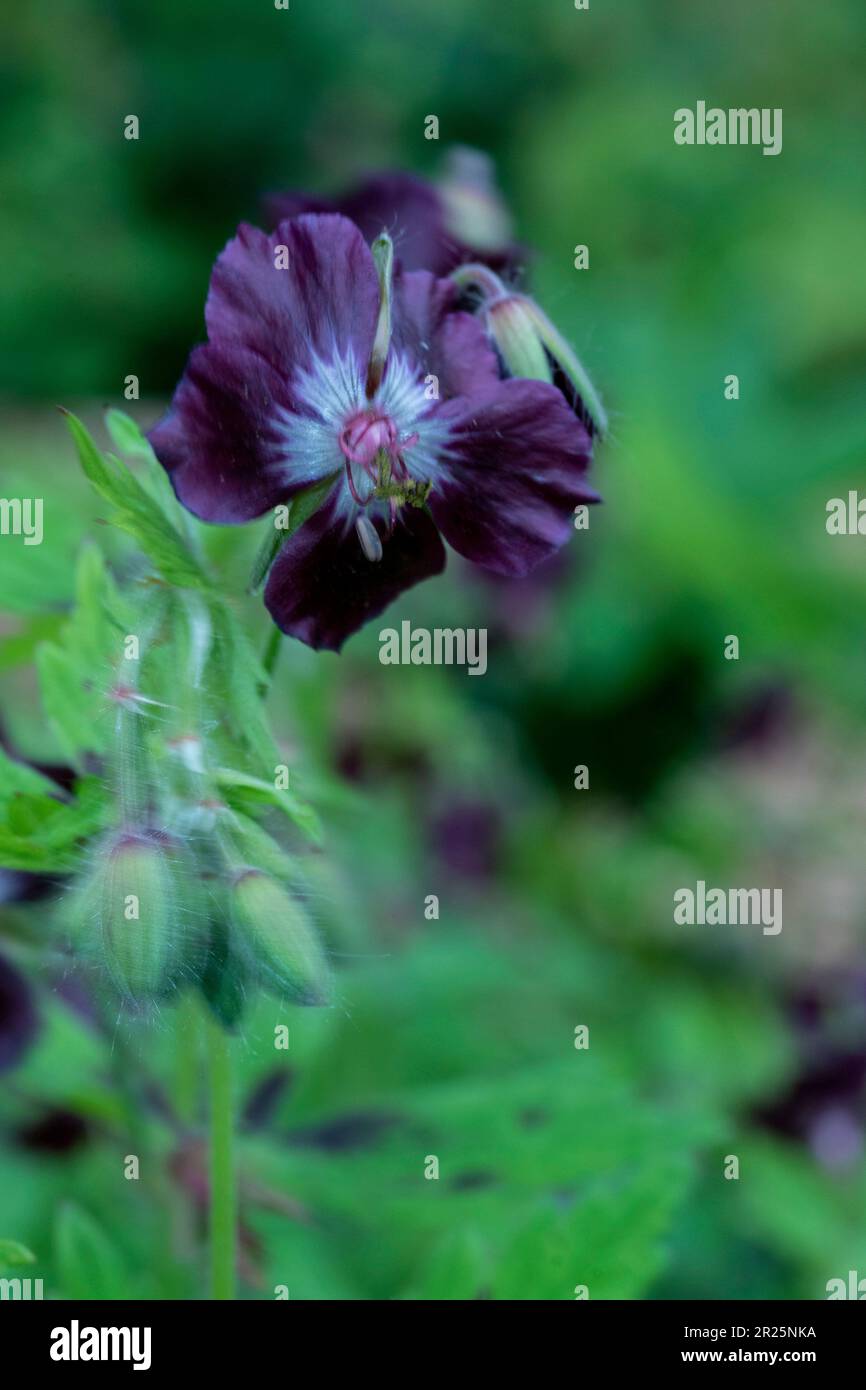 Coperchio a terra bello e prolifico Geranium Phaeum var Phaeum Samobor. Primo piano naturale pianta ritratto nel suo ambiente Foto Stock