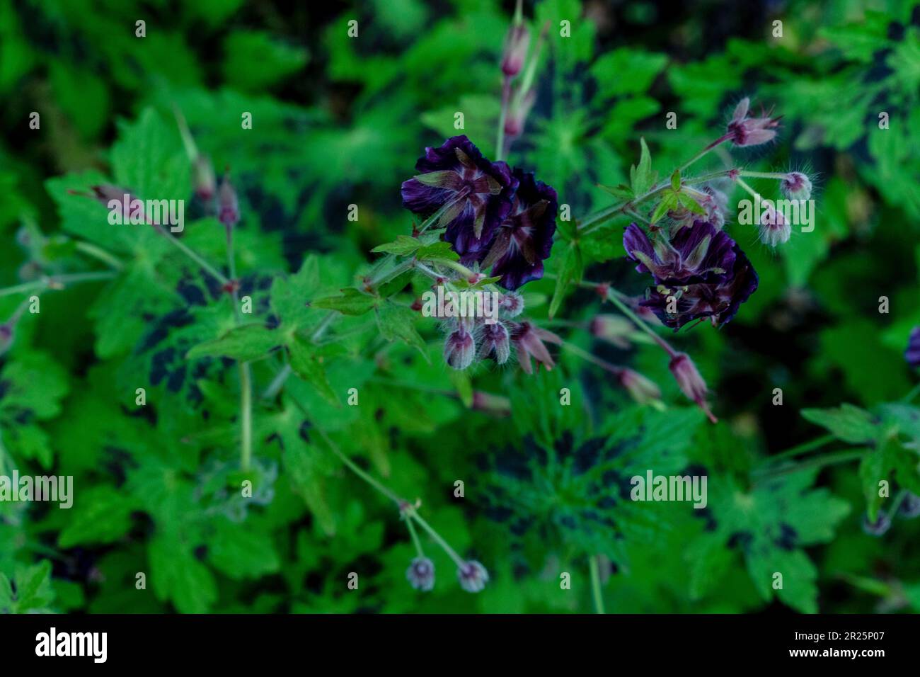 Coperchio a terra bello e prolifico Geranium Phaeum var Phaeum Samobor. Primo piano naturale pianta ritratto nel suo ambiente Foto Stock