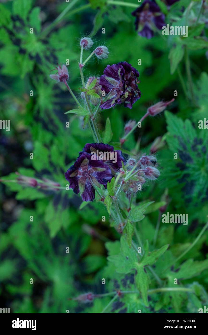 Coperchio a terra bello e prolifico Geranium Phaeum var Phaeum Samobor. Primo piano naturale pianta ritratto nel suo ambiente Foto Stock