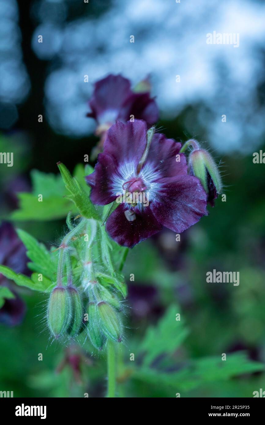 Coperchio a terra bello e prolifico Geranium Phaeum var Phaeum Samobor. Primo piano naturale pianta ritratto nel suo ambiente Foto Stock