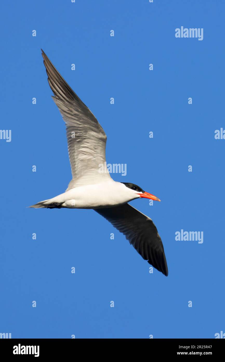 Caspian Tern (Hydroprogne caspia), Burns Pond Wildlife Area, Oregon Foto Stock