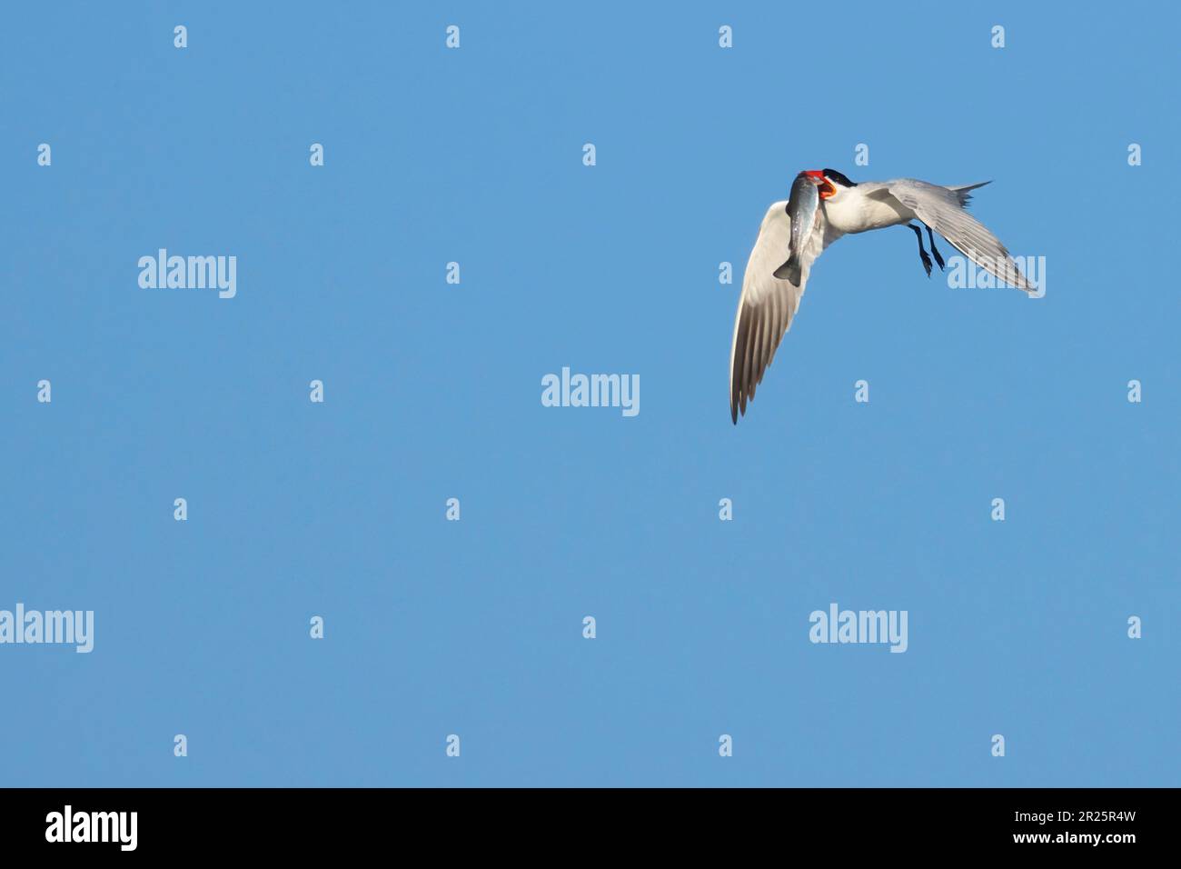 Caspian Tern (Hydroprogne caspia), Burns Pond Wildlife Area, Oregon Foto Stock