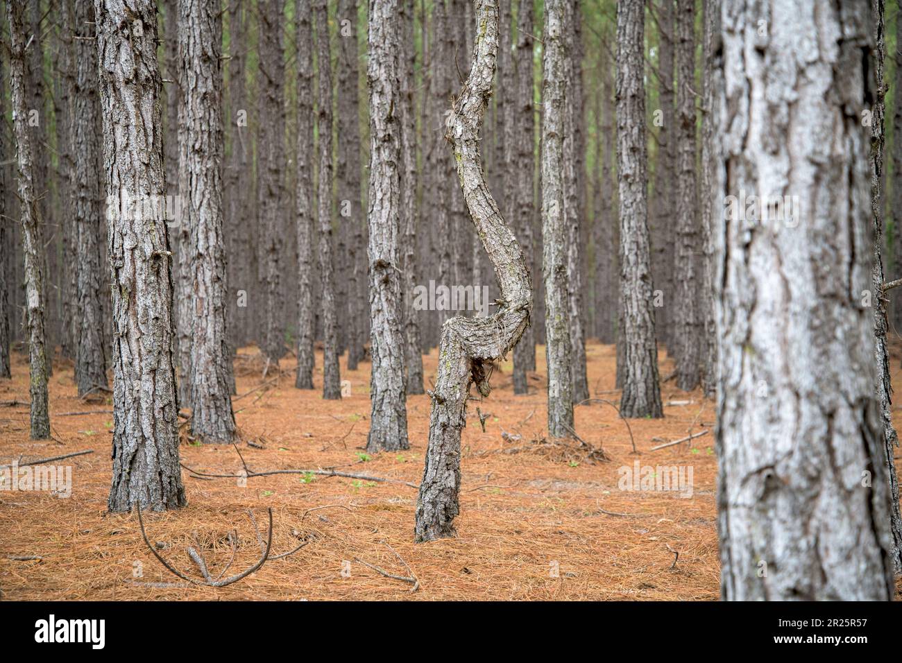 Albero di misshapen in file di pino piantato diritto Foto Stock