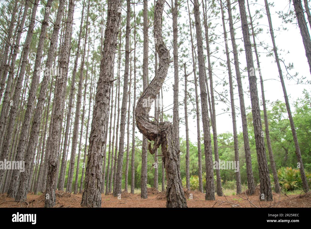 Albero di misshapen in file di pino piantato diritto Foto Stock