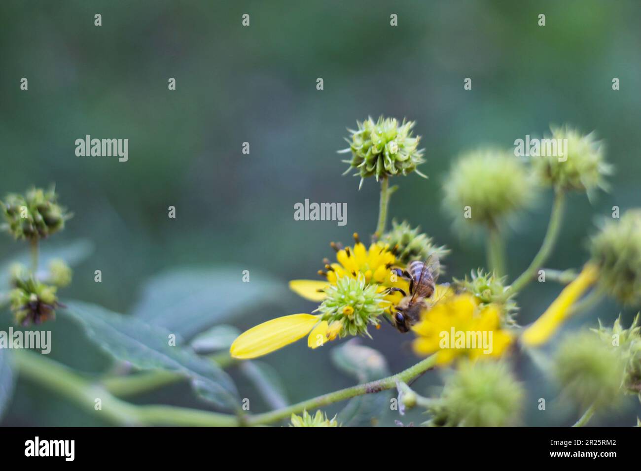 Ape di Miele di CO nativo che raccoglie polline da un Wildflower giallo nelle montagne del Colorado vicino alle miniere di Bonanza, metà luglio Estate 2018 Foto Stock