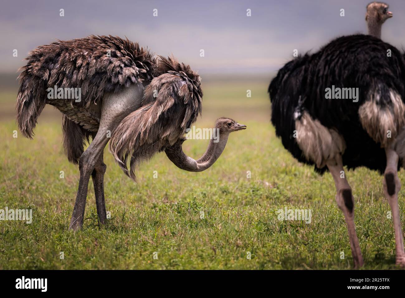 Un paio di grandi struzzi africani selvatici nella savana nel Parco Nazionale del Serengeti, Tanzania, Africa Foto Stock