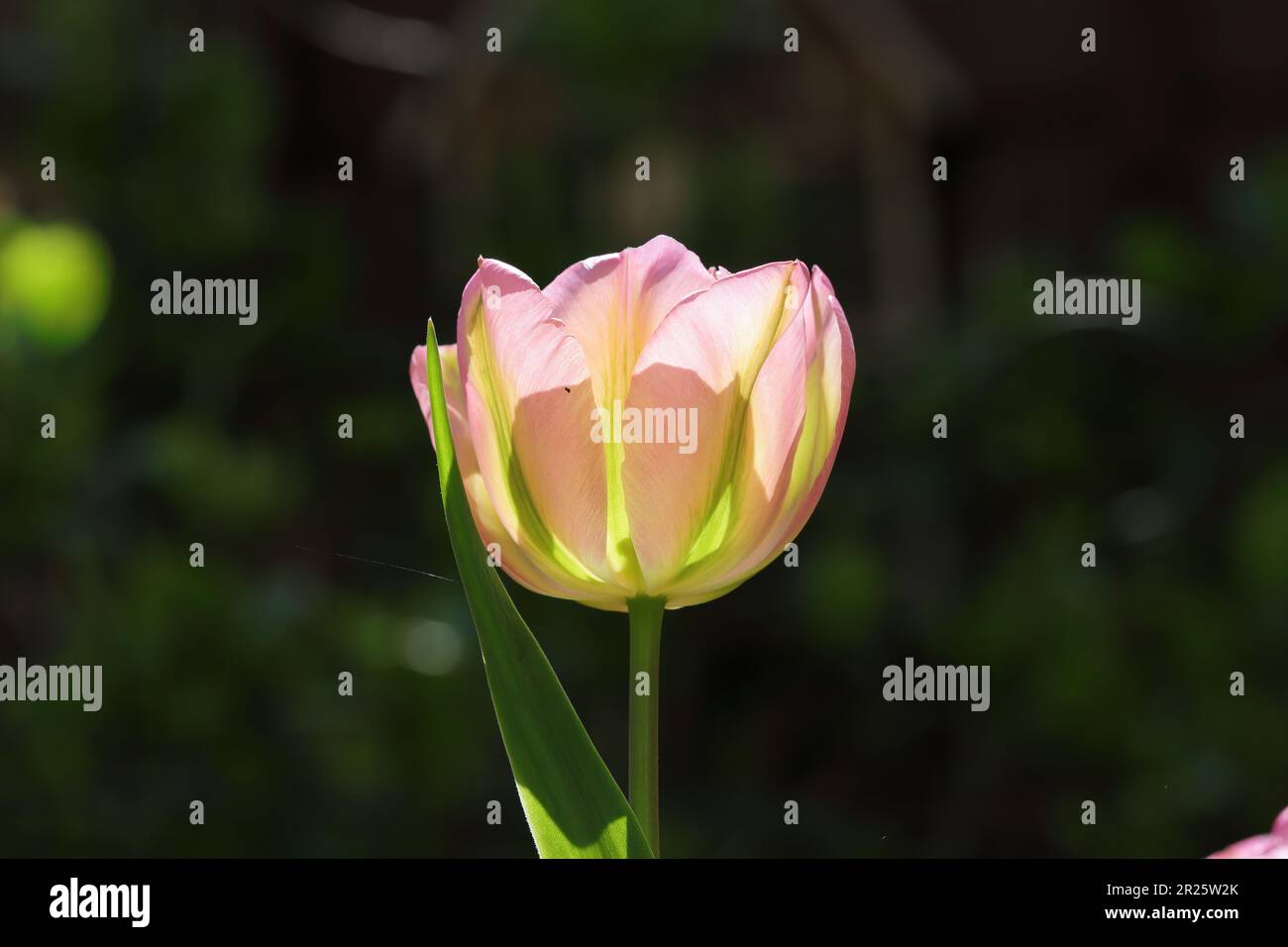 Primo piano di un tulipano viridiflora di colore rosa e verde illuminato contro uno sfondo scuro sfocato, Copy Space Foto Stock