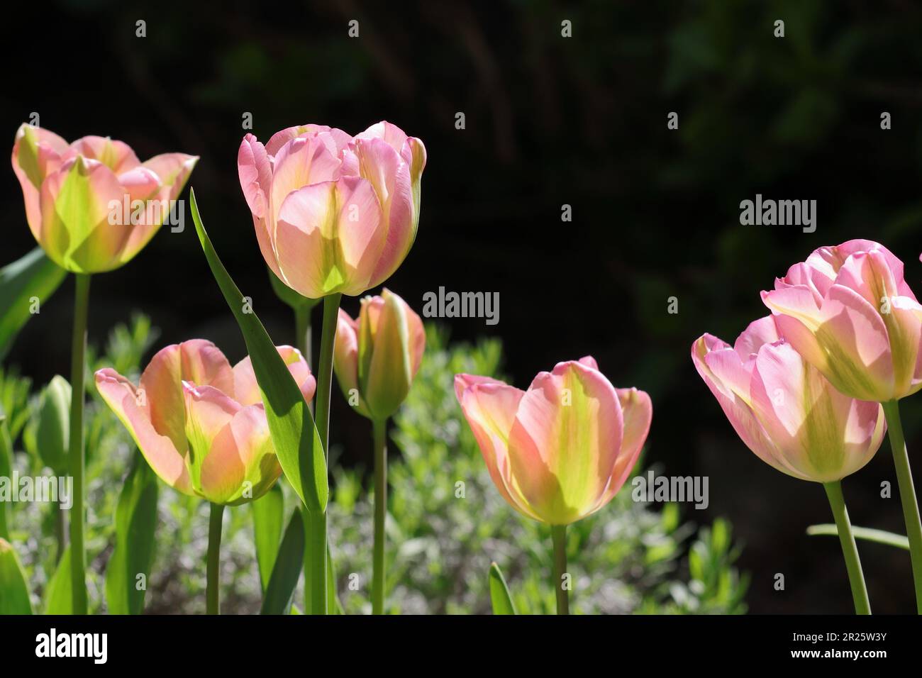 Es kann bis zu 3 Tage dauern, bis Ihre genehmigten Inhalte an anderer stelle auf der Website zu sehen sind. Foto Stock