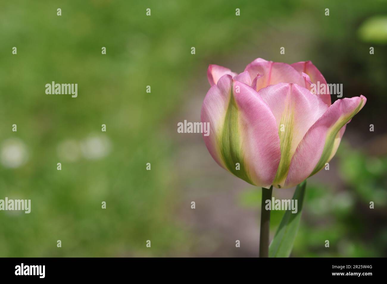 primo piano di un bellissimo tulipa viridiflora groenland su uno sfondo naturale sfocato, vista laterale, spazio copia Foto Stock