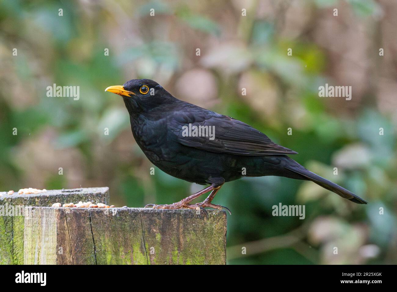 Un uccello nero comune maschio in Inghilterra Foto Stock