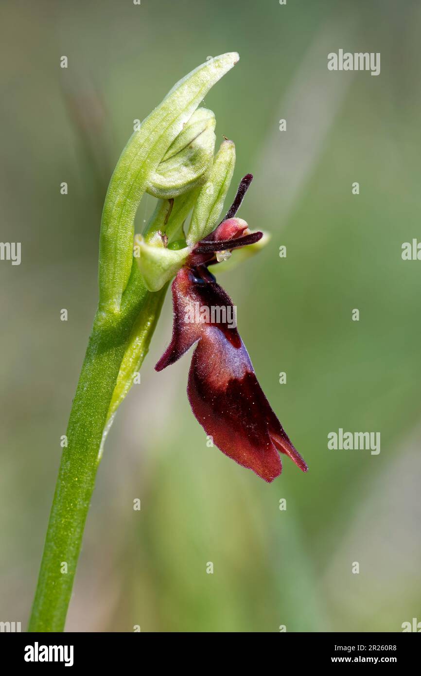 Fly Orchid - Ophrys insettifera fiore singolo Foto Stock