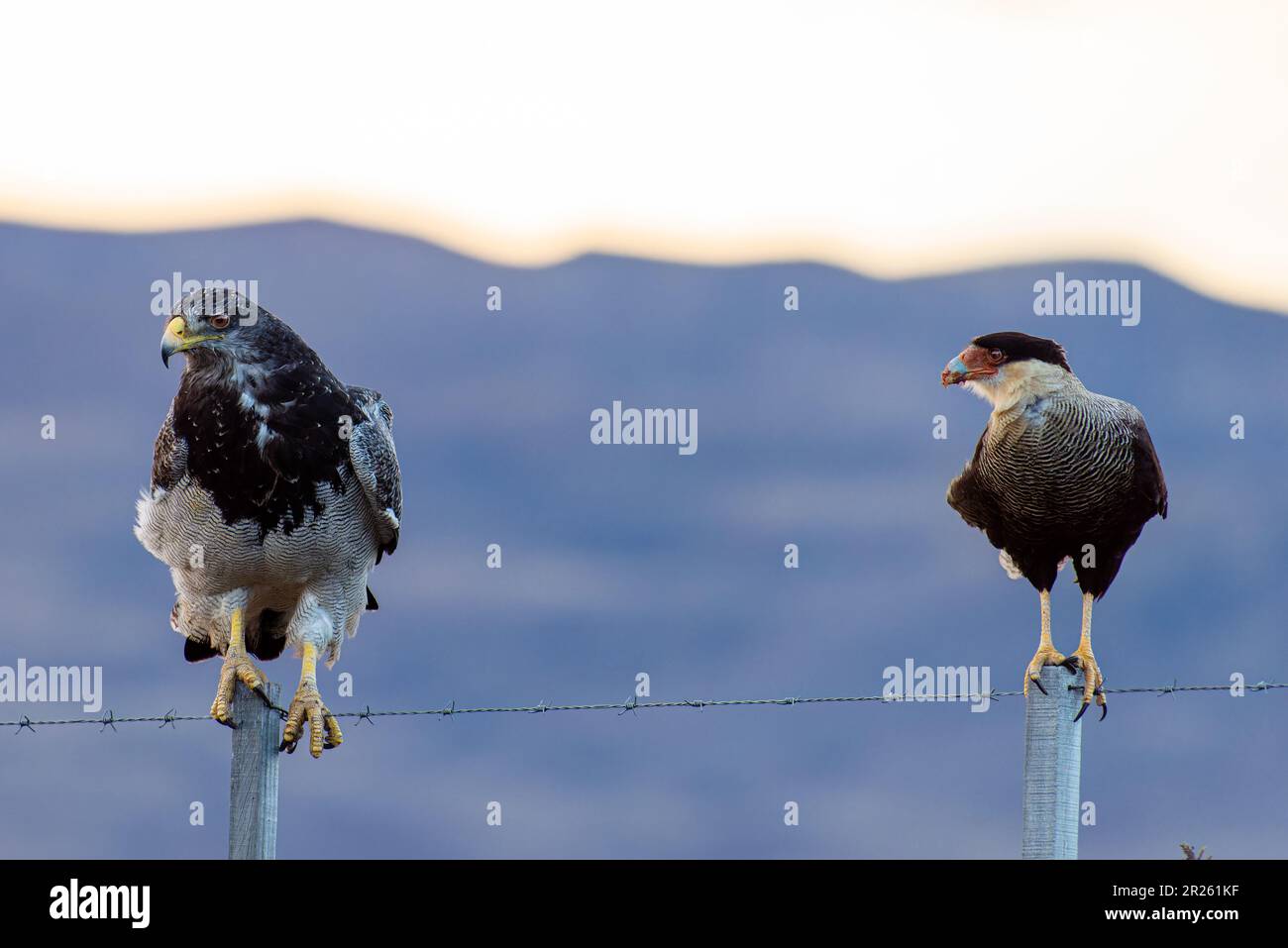 Aguila Mora, Geranoteus melanoleucus e Crested Meridionale Cara Cara. Seduto su un palo di recinzione. Foto Stock