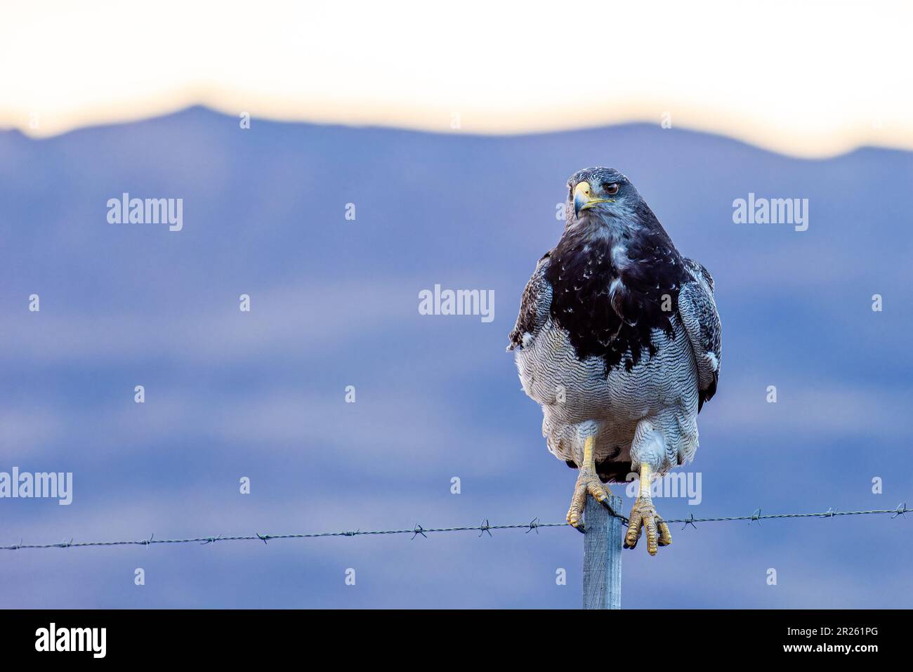 Aguila Mora, Geranoteus melanoleucus. Seduto su un palo di recinzione. Foto Stock