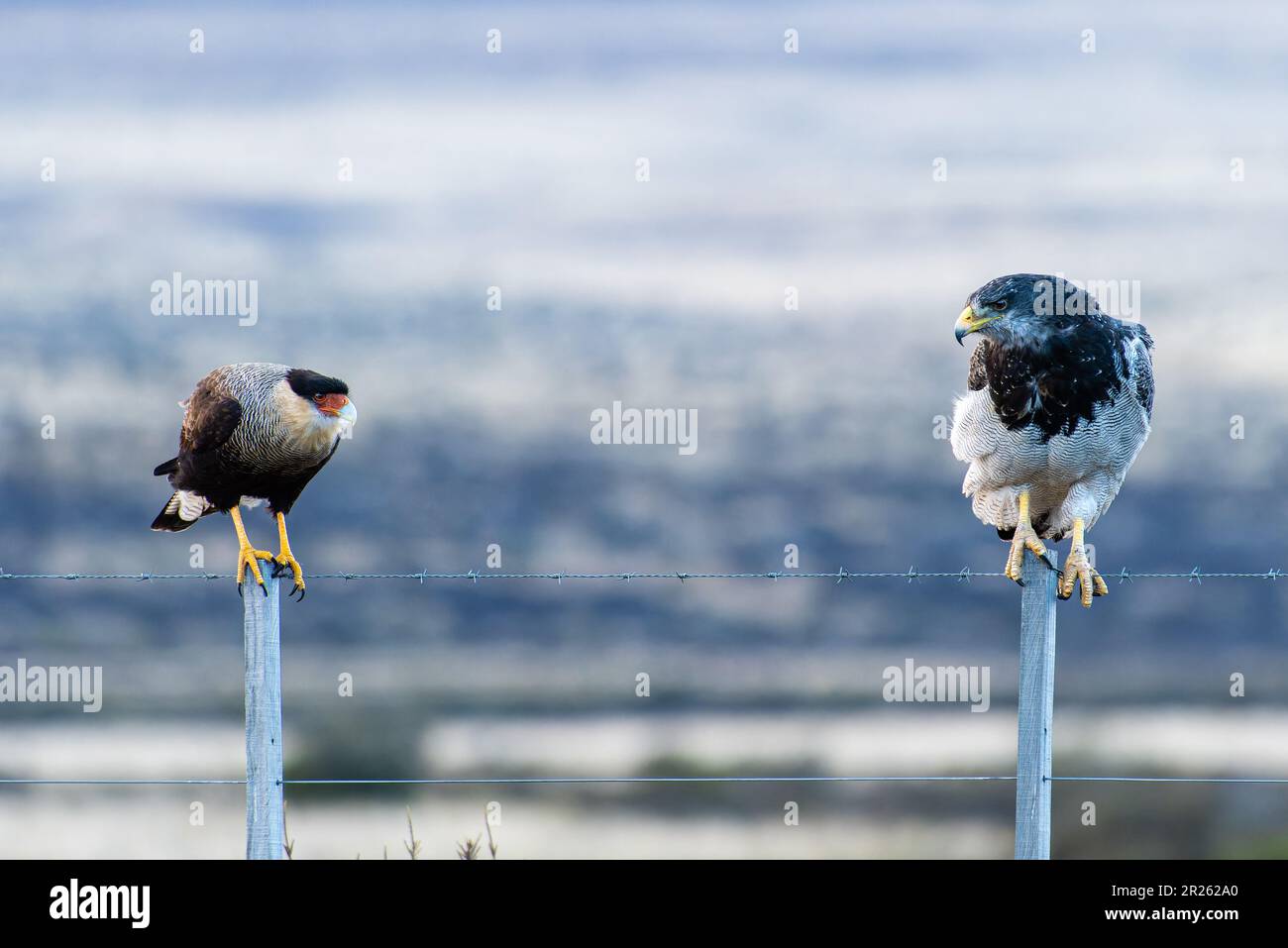 Aguila Mora, Geranoteus melanoleucus e Crested Meridionale Cara Cara. Seduto su un palo di recinzione. Foto Stock