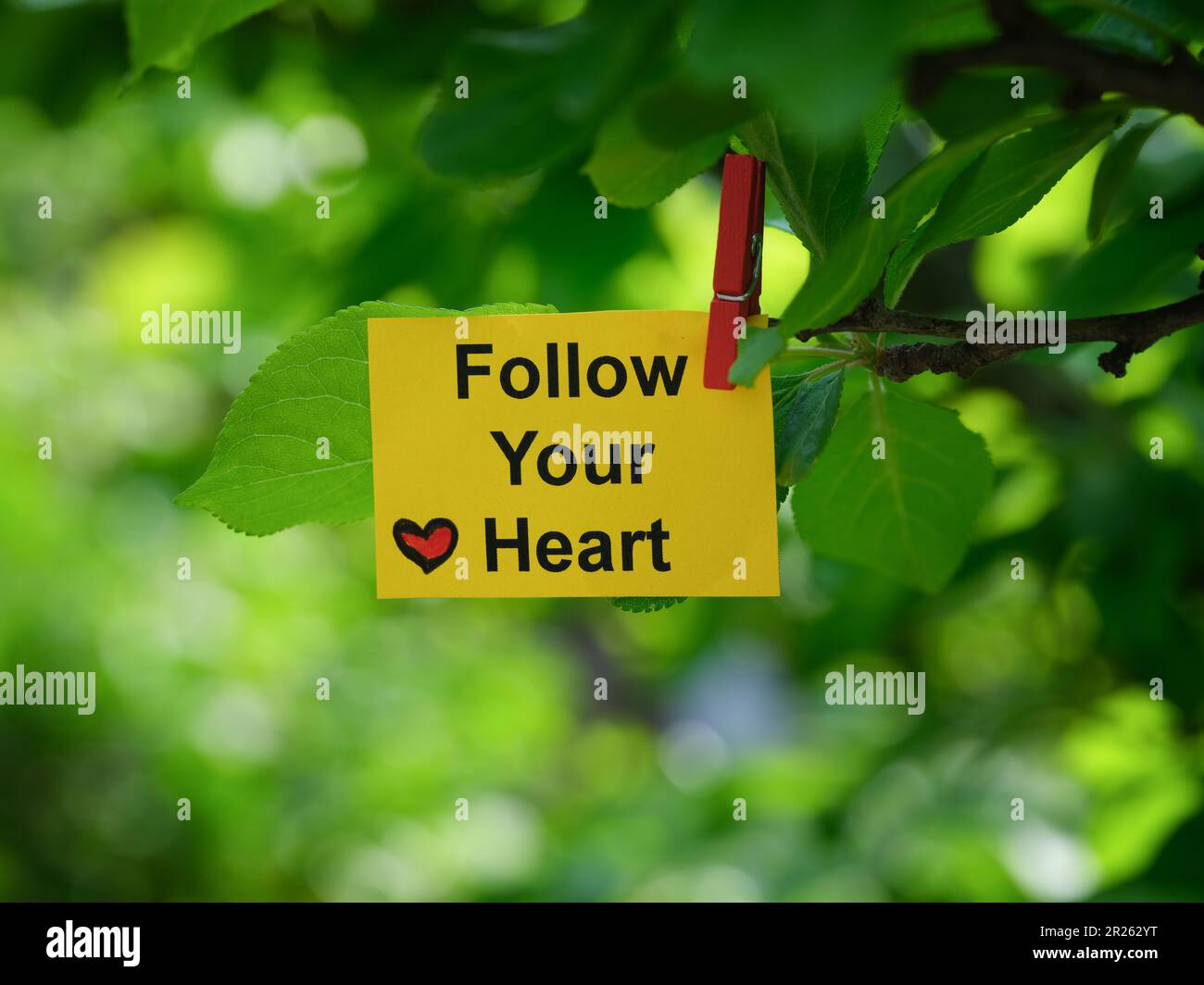 Una nota di carta gialla con la frase seguire il vostro cuore su esso attaccato ad un ramo dell'albero con una spilla dei vestiti. Primo piano. Foto Stock
