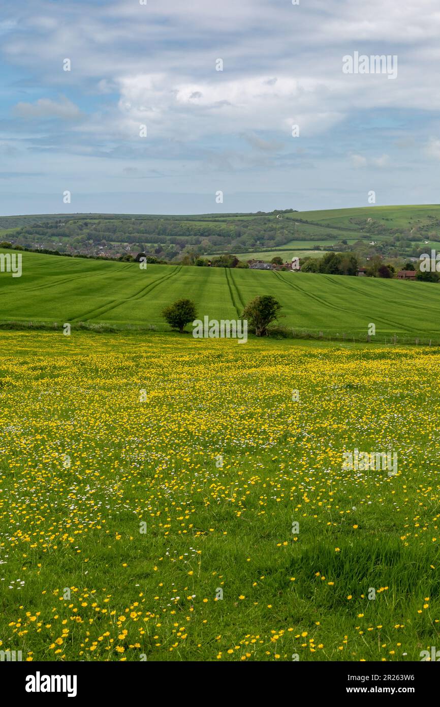 Una vista sul terreno agricolo del Sussex con un campo di farfalle in primo piano Foto Stock