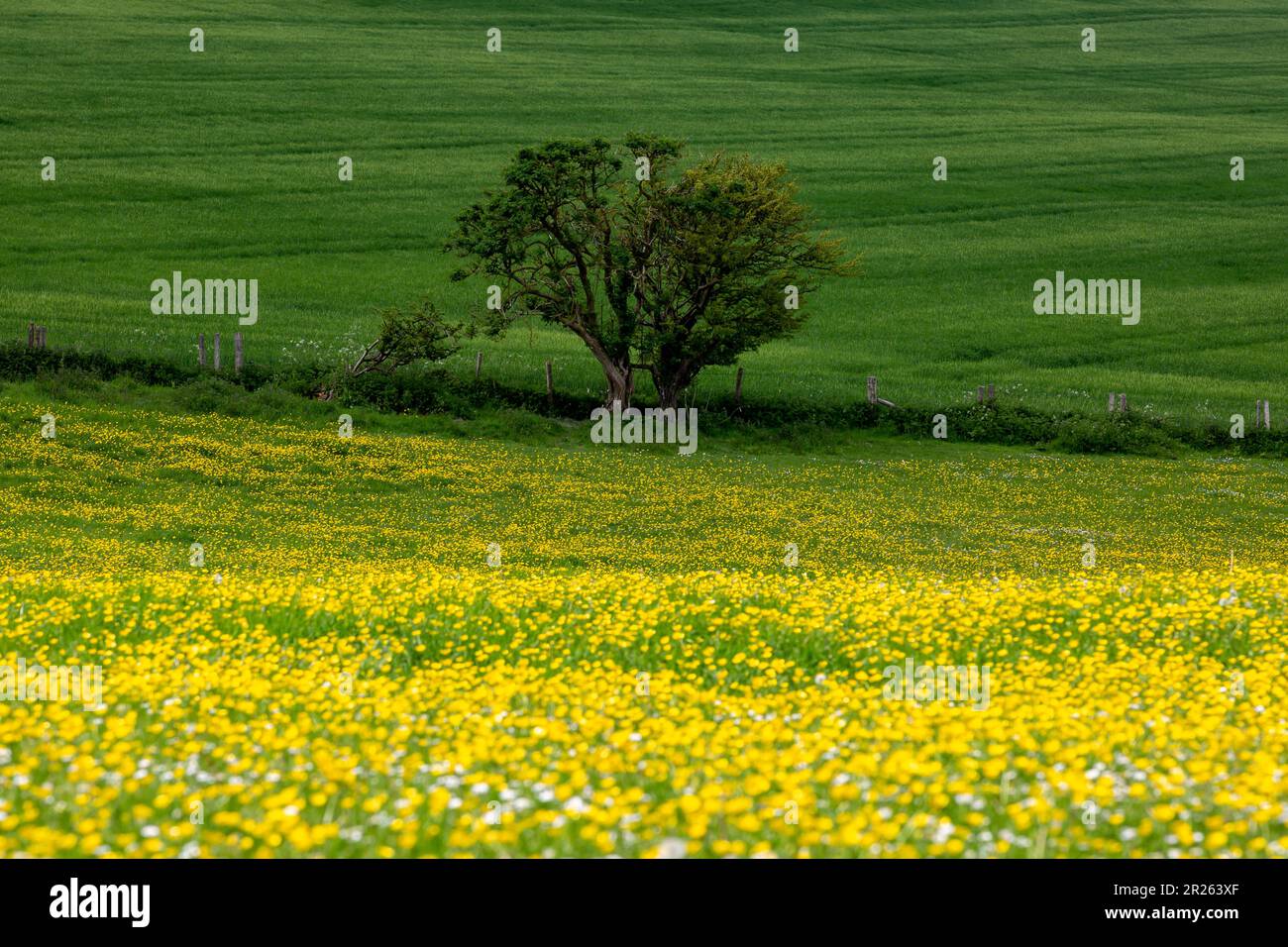 Un prato di fiori selvatici in Sussex in una giornata di primavera, con una profondità di campo poco profonda Foto Stock