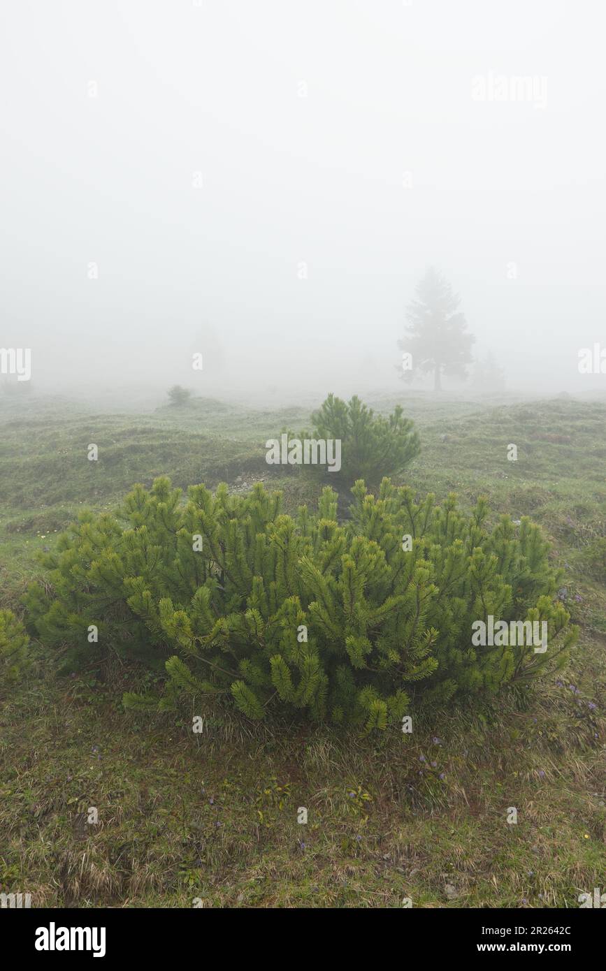 Un tour escursionistico in condizioni di pioggia e nebbia. Camminando attraverso le montagne in condizioni di maltempo primaverile. Un paesaggio nebbioso è un'esperienza naturale. Foto Stock