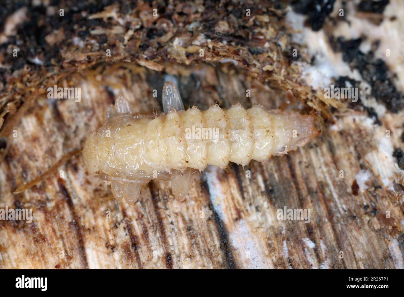 Pupa, pupae di Black capeggiarono il cardinale Beetle (Pyrocrochroa coccinea) sotto la corteccia di un albero morto. Foto Stock