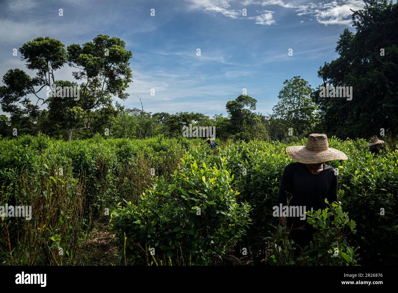 Llorente, Colombia. 11th maggio, 2023. Lavoratori, localmente chiamati 'raspachine,' raccogliere foglie di coca in una piantagione. Credit: Edinson Arroyo/dpa/Alamy Live News Foto Stock