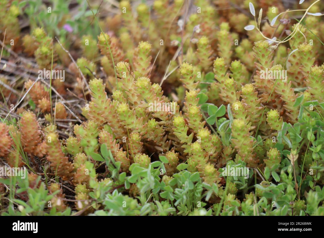 Pepare la pietra su un prato naturale Foto Stock