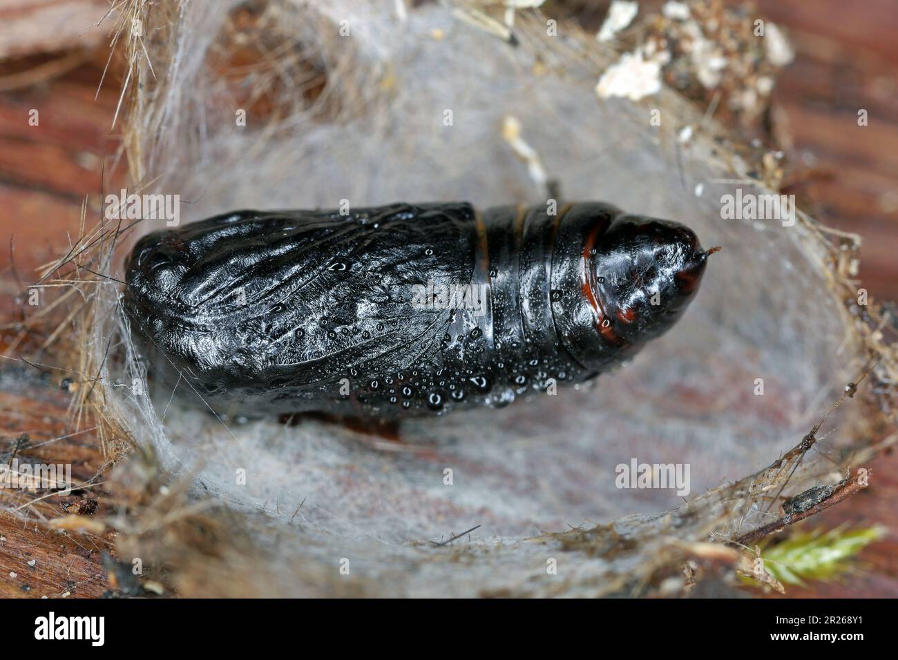 Pupa di falena, bozzolo, la fase di sviluppo di un insetto tra la larva e l'insetto adulto. Foto Stock