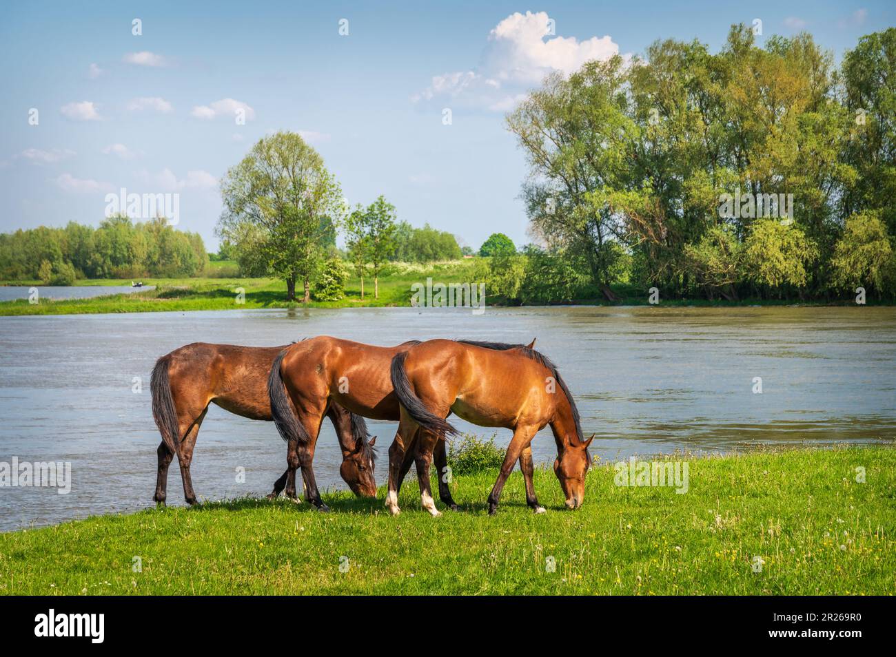 Cavalli selvatici che pascolano accanto al fiume Foto Stock