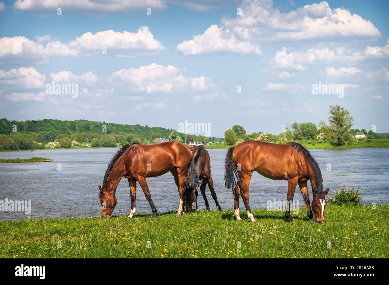 Cavalli selvatici che pascolano accanto al fiume Foto Stock